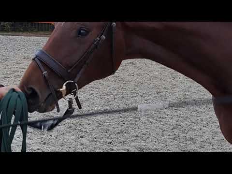 Abtwald's Feuerfürstin von Fürst Wilhelm-Sandro Prinz-Dream of Heidelberg