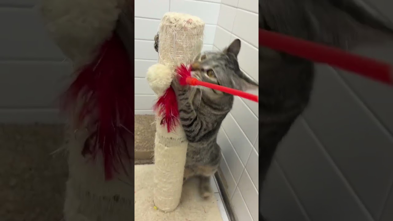 Moonbeam, a Adoptable mixed breed in New Orleans, LA video 6/6