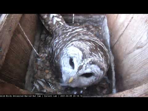 Highlights Of First Hatch | WBU Barred Owl Cam – April 9, 2021