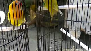 Download lagu Lovebird ngekek gaya konslet, durasi unik detik up mp3