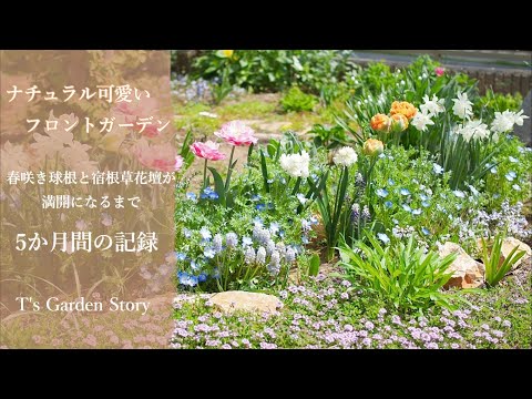  Pennisetum setaceum rubrum – 庭で観賞用の多年草を育てる方法  庭園