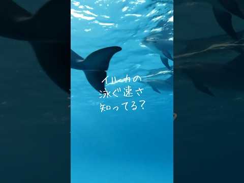 イルカ水族館について詳しく解説