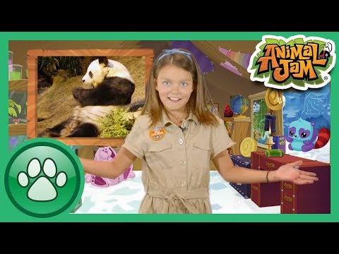 Wild Explorers - Pandas get cold, right?