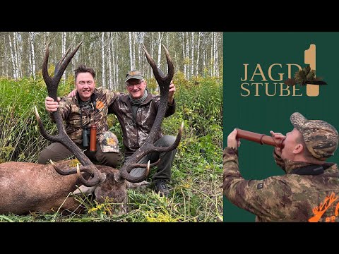 Hirschbrunft in Belarus - Kapitaler Hirsch im Birkenwald erlegt