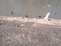 Чайка съела голубя 