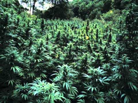 Gont Rabiś - Ocean Ganji