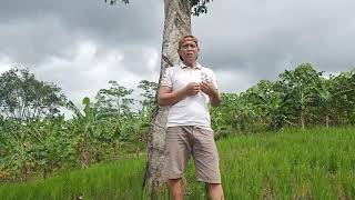Download lagu debu debu asmara {cover jiman]cipt. agus ramona mp3