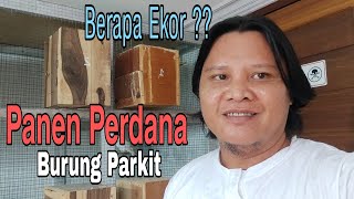 Download lagu Perdana Panen Burung Parkit mp3