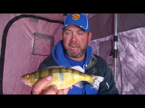 Deep Water Perch at Devils Lake, ND