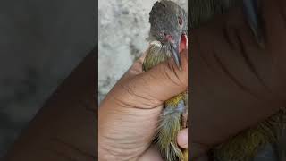 Download lagu Burung Yg sering di Buly (Cucak Jenggot Kalimantan) mp3