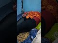 Mbah Maryono Pijat Terbaru 10February 2024