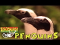 Zoboomafoo 134 Water Creatures National Penguin Day Special Full Episode
