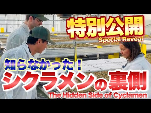 【特別公開】シクラメンはこうして生まれる！フランス最前線　【モレル】
