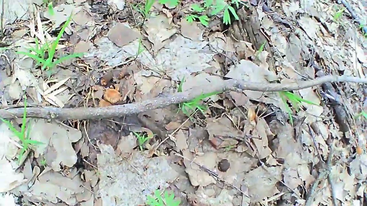 Краткий обзор о прогулке по лесу