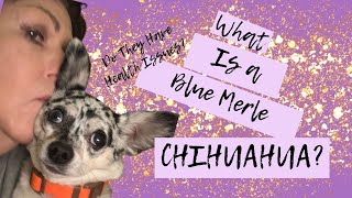 What is a merle and a blue merle Chihuahua?