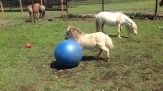 animale calutul se joaca