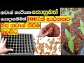තවාන් තැටියක මේ අකාරයට කොහුබත් මත මිර�