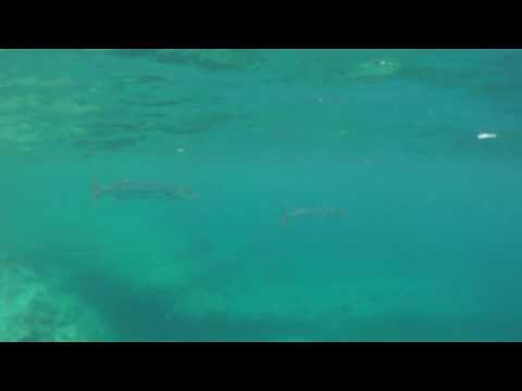 Snorkeling at Deadmans Reef, Grand Bahama