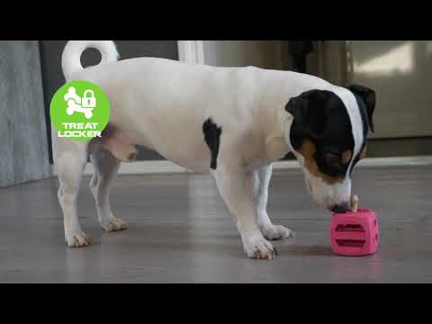 Dog Comets Pollux & Protostar