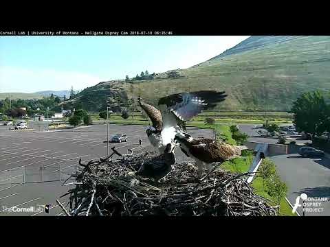 Three Fish Delivered In Under An Hour At Hellgate Nest – July 10, 2018