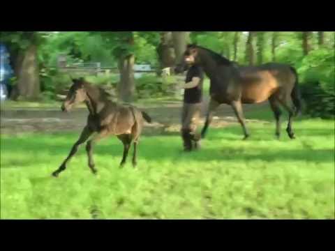 Kannan- Caretino  Stutfohlen