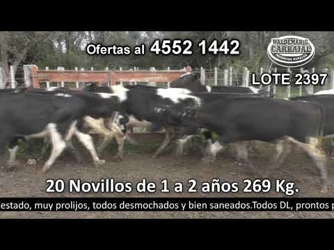 Lote 20 Novillos 1 a 2 años 20 Holando 269kg -  en Andrés Biosso. Minuano, Ruta 1 Km 141