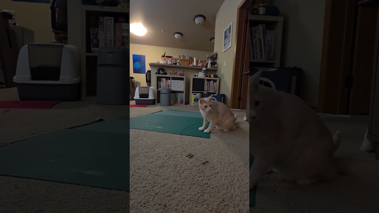 Enlarge Berry, a Adoptable mixed breed in Ellensburg, WA video 6/6