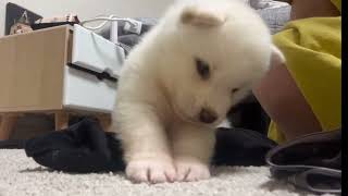 [새끼강아지 특징] 조금 자란(?) 춘식이 놀아주세요 낑낑