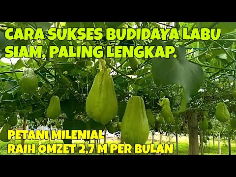 , title : 'CARA SUKSES BUDIDAYA LABU SIAM, PALING LENGKAP. PETANI MILENIAL BANDUNG RAIH OMZET 2,7 M PER BULAN.'