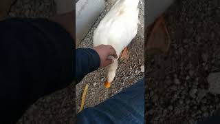 jalandole el pescuezo al ganzo 😂🦢
