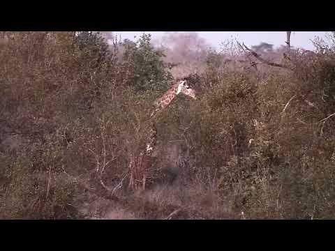 Djuma: Giraffe feeding in the distance - 17:31 - 06/13/2022