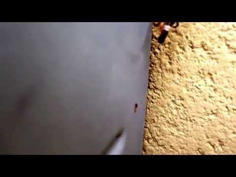 Black widow vs centipede.