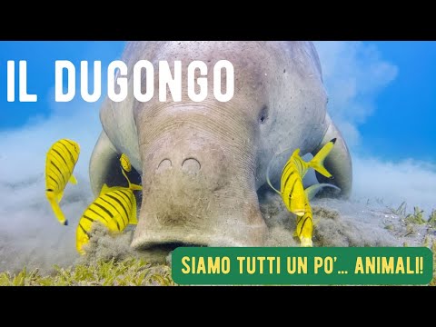 Il Dugongo - Siamo tutti un po'... animali! - I mammiferi raccontati ai bambini