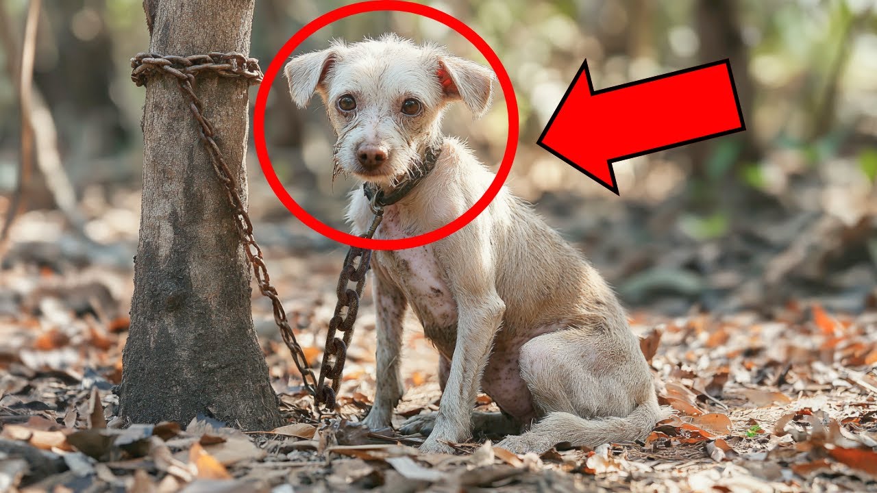 😭 PERRO LLENO DE HERIDAS FUE ATADO A UN ÁRBOL Y DEJADO MORIR SOLO, PERO LUEGO OCURRIÓ UN MILAGRO...