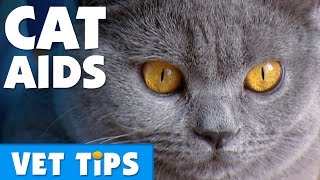 How To Prevent Your Cat Catching Cat AIDS | Bondi Vet