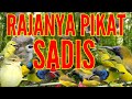 Rajanya Pikat Sadis Burcil Ribut Menjerit Kejepit