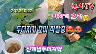 2022년 10월 22일 오이밭에 두더지와  전쟁, 두더지 퇴치기, 두더지 약, 설치 했습니다. [농사 TV…