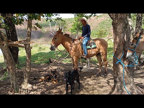 A VIDA DÓ BOIADEIRO ENTRE AS MONTANHAS DE MINAS GERAIS SERRA DÁ CANASTRA 