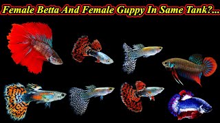 Keeping Female Betta And Female Guppy Fish In Same Tank?... / Fish Aquarium Tamil
