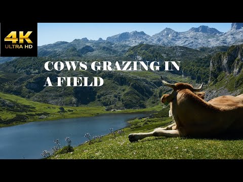 4K Mountain Cows | COW VIDEO | COWS GRAZING IN A FIELD - Beautiful Cow Video - Ultra HD - 2160p