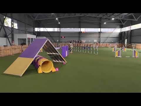 Misty Highland Atom, A3, Agility competition, training mode, 17.06.23