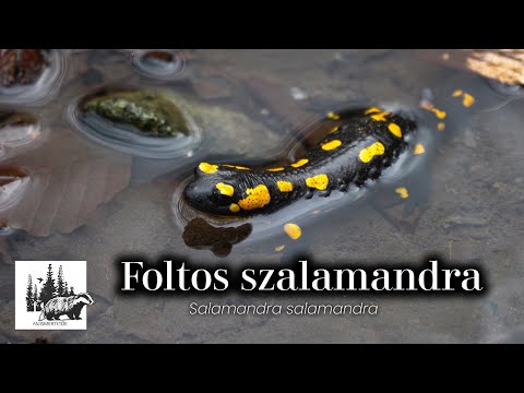 Foltos szalamandra