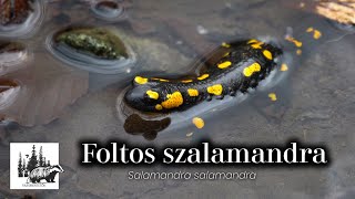 Foltos szalamandra – fajismertető videó