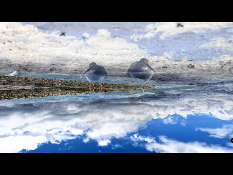 David Kamakahi, Dennis Kamakahi //  'Ulili E