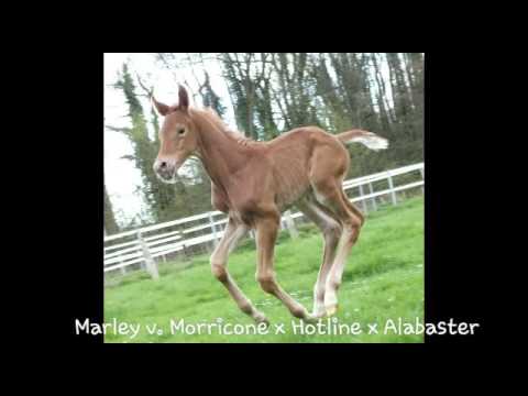 Morricone Hengstfohlen