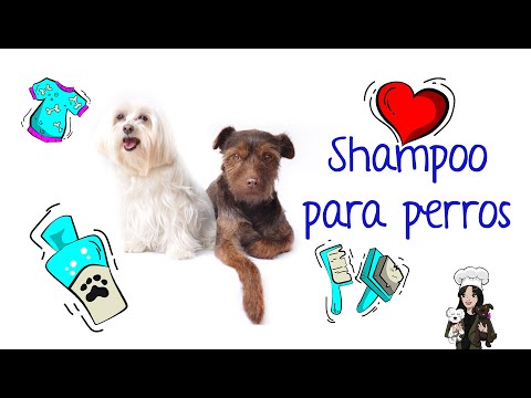 Qué shampoo puede usar mi perro?
