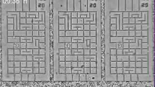 Dicty cells (AX2) and cross the maze towards folic acid in less than 90 minutes!