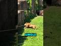 Massive Lion Jumps Over High Wall With Stunning Agility