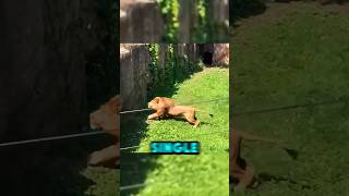 Massive Lion Jumps Over High Wall With Stunning Agility