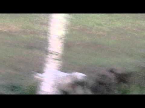 Horses in my aunt's backyard in Guyana